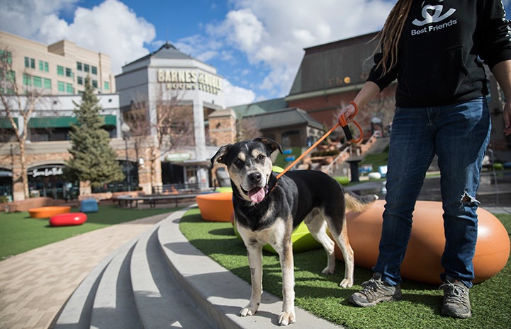 Odie, a black and tan dog, on an orange leash held by a person with a Best Friends sweatshirt at the Save Them All Saturday in Salt Lake City