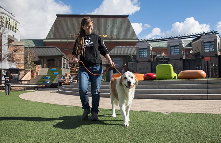 Thumper, a great Pyrenees-looking dog being walked by a woman wearing a Best Friends sweatshirt at the Save Them All Saturday in Salt Lake City