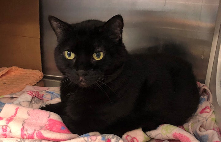 Black cat on a blanket in a kennel