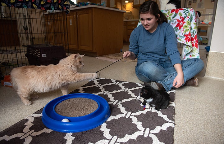 Person sitting on the ground playing with a wand toy with a cat and kitten