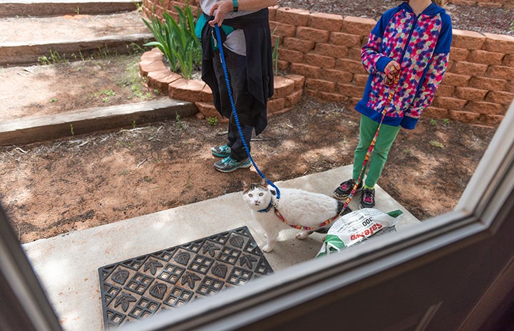 Two people walking a cat outside on a harness and leash