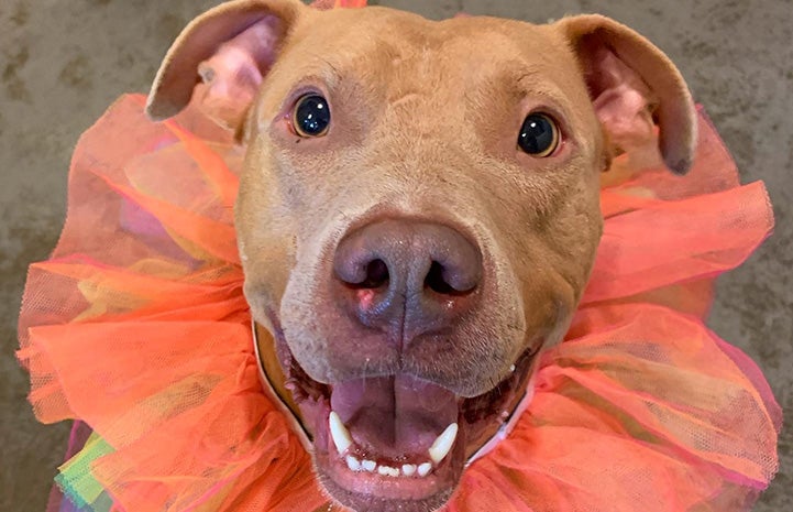 Brown dog wearing a fabric tulle collar