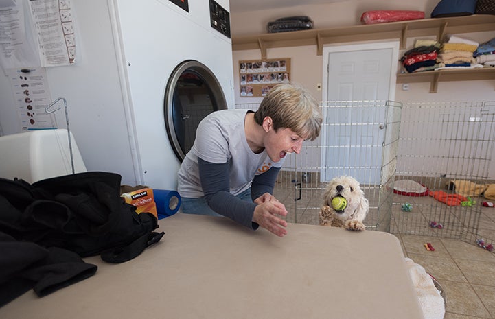 Addison the dog to likes to put tennis balls on the table so people will throw them to her