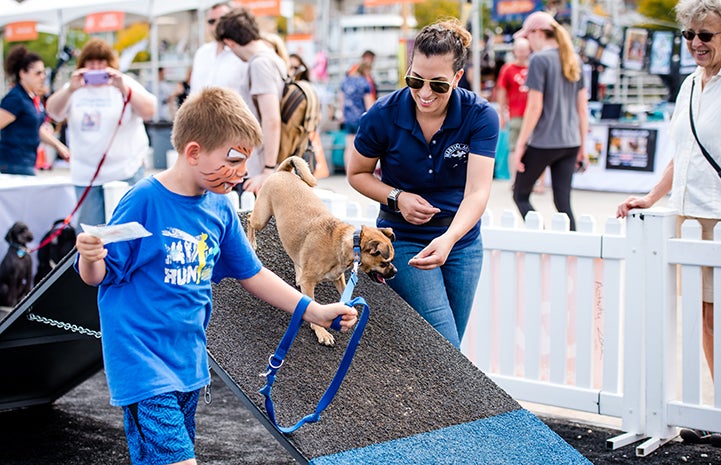 Dogs at Strut Your Mutt in New York City taking part in agility training