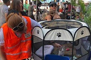 Woman wearing an orange safety vest petting a kitten in a playpen