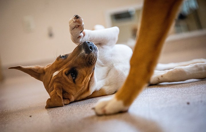 Brown on white puppy lying on the ground with a paw up in the air with another puppies leg between the camera and the other puppy