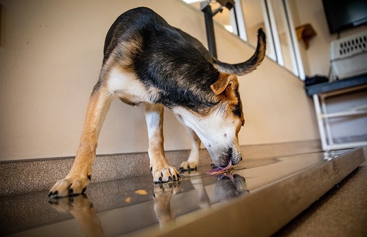 Black, brown and white puppy licking peanut butter off the floor