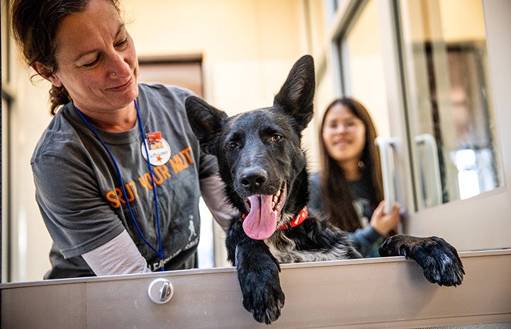 Smiling woman volunteer next to a black and white puppy who is looking over the top of a half door