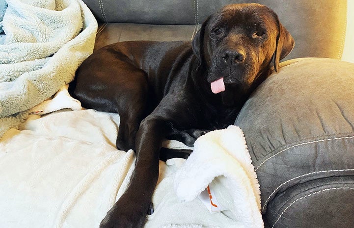 Miss Rogers the dog lying down on a couch with her tongue hanging out