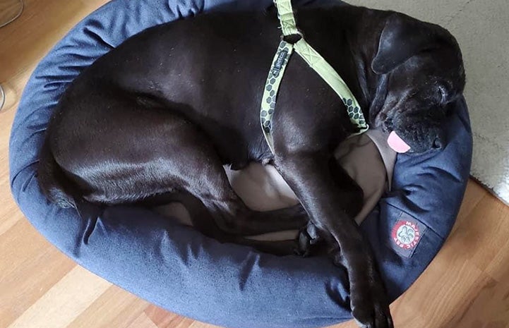 Miss Rogers the dog curled up sleeping on a dog bed