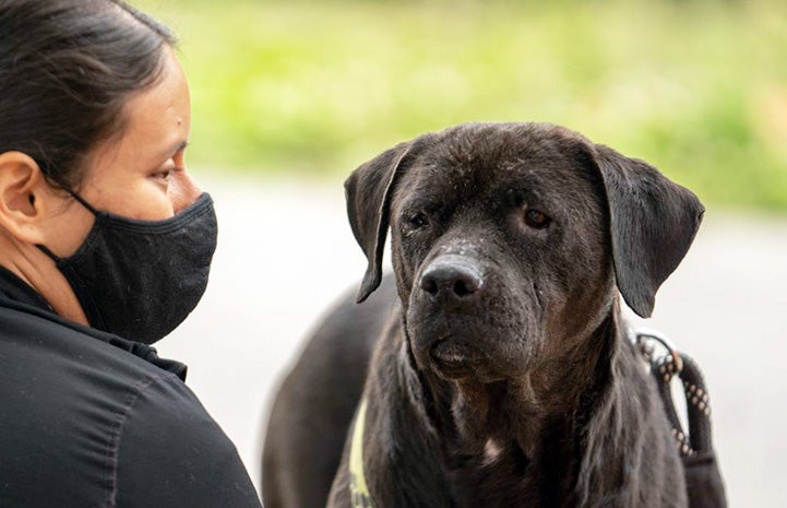 Masked person looking at Miss Rogers the dog