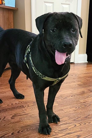 Miss Rogers the dog standing on a wooden floor with tongue hanging out