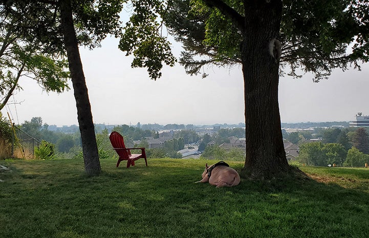 Diesel the pig lying on the grass under a tree, looking out toward the horizon