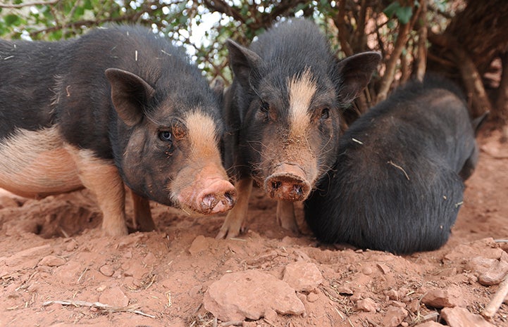 Doggie and Millicent the potbellied pigs all in a row, with two facing forward and one backward 