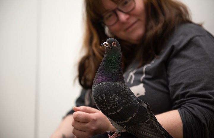 Smiling woman holding her arm out for Magma the pigeon