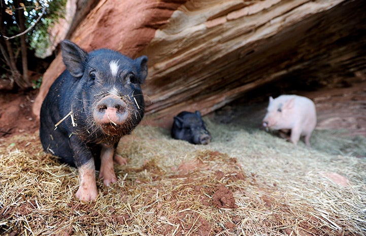 Three potbellied pigs, Malcolm, Maxwell and Rupert, outside on some hay under a stone outcropping