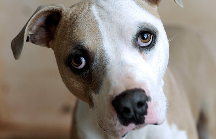 Bullseye the pit bull terrier looking at the camera