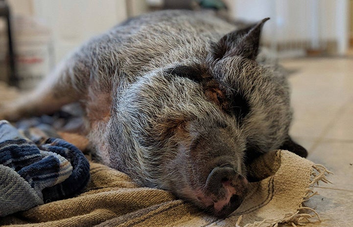 Batman the potbellied pig lying down and smiling