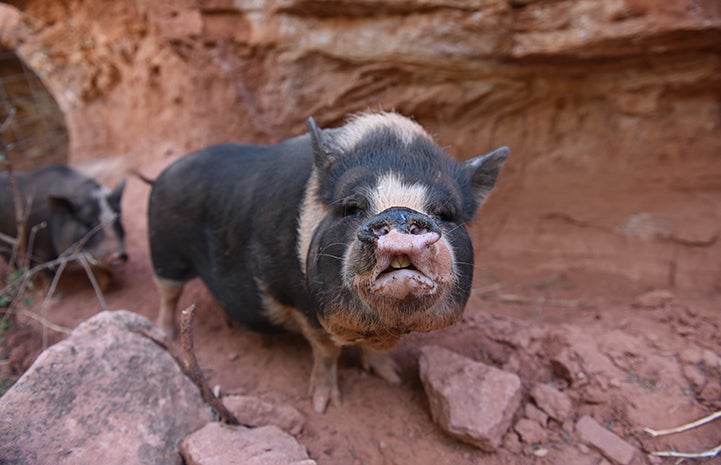 White and gray potbellied pig with mouth open