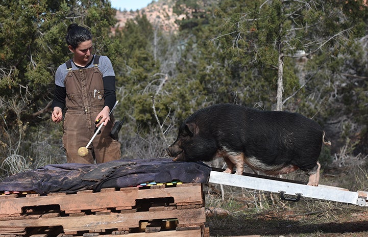 Moe the potbellied pig doing target training with Rosalie while walking over a ramp