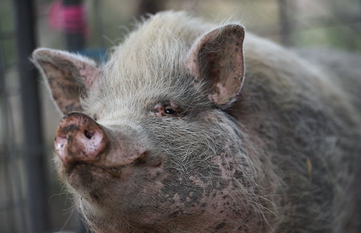 Wally, a pink potbellied pig