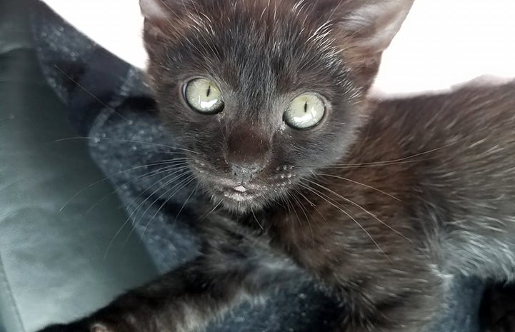 Dooney the black kitten lying on a blanket