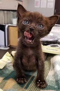 Small black kitten licking his lips