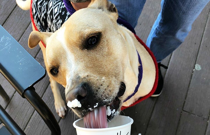 Dallas the dog licking a Puppuccino out of a cup