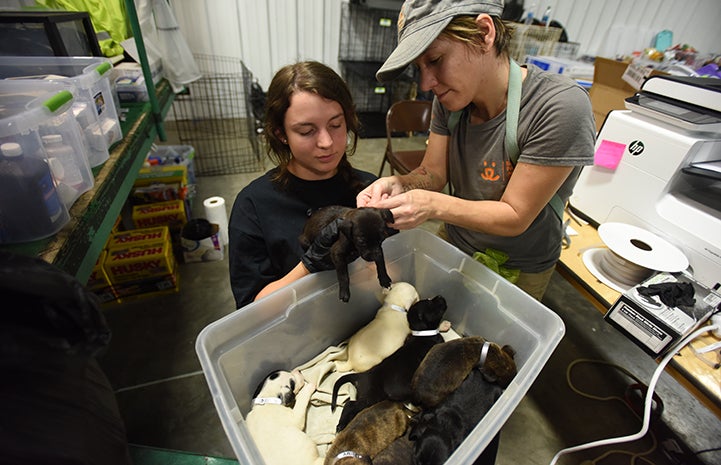 A neighbor brought the box of puppies to the Best Friends Rescue and Reunite Center