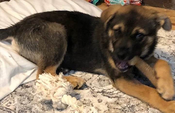 Brown and black puppy Hercules lying on a blanket and gnawing on a chew