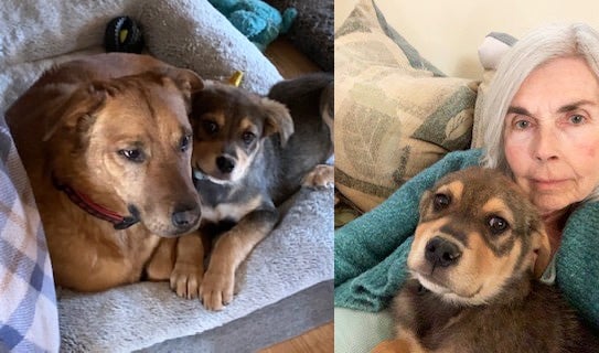 Collage of two photos of Tori the puppy, one with another dog and one with a woman