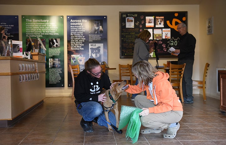 Once he learned to walk on a leash, Rubiks the dog started venturing out on outings to the Best Friends Welcome Center