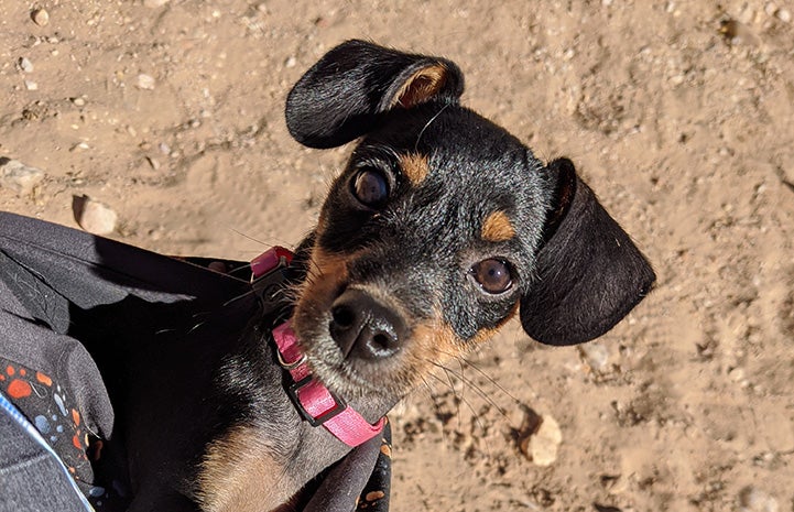 Major Houlihan the puppy outside in a pouch