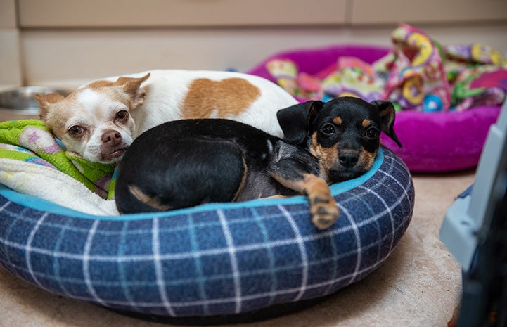 Maj. Houlihan and Leda the dogs snuggling in bed together