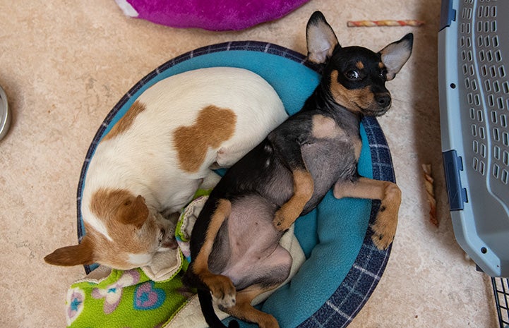 Major Houlihan the puppy and Leda the dog in bed snuggling