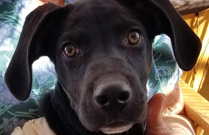 A close-up of the face of Toby the puppy