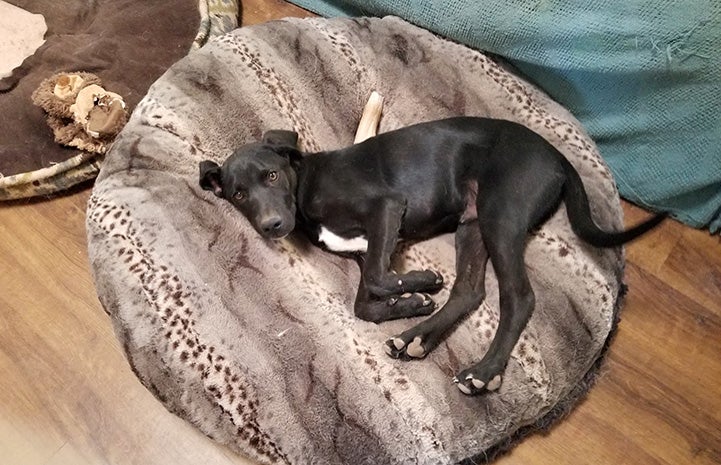 Toby the puppy lying on a big dog bed