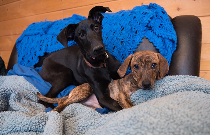 Panini was one in a litter of six Great Dane puppies named after different types of sandwiches