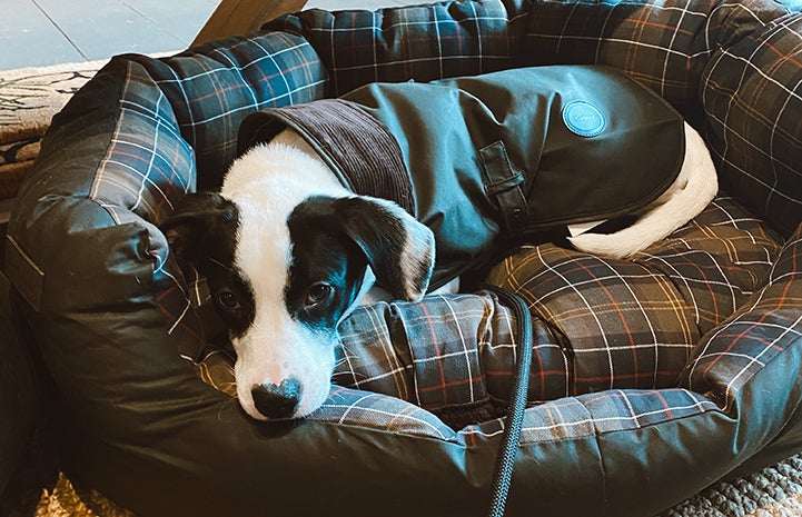 Black and white puppy, Porter, lying on a dog bed