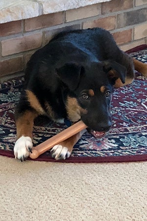 Shadow the tri-colored puppy chewing on a toy bone