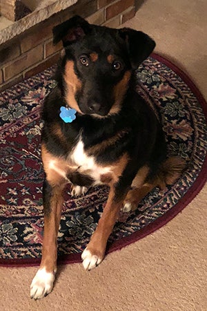 Shadow the tri-colored puppy sitting on a rug