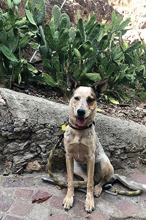 Loka the puppy in front of a cactus