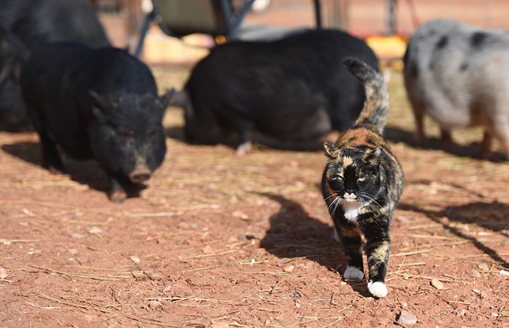 Meow the cat walking in front of some potbellied pigs