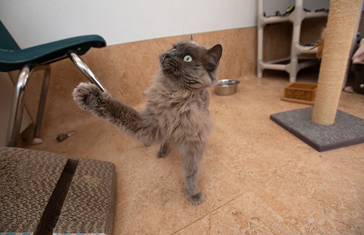 Twiggy the cat sitting on the floor with one paw up