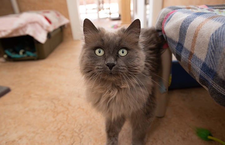 Twiggy the cat next to a bed and in front of a covered cat carrier