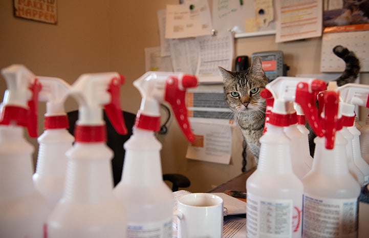 Svetlana the cat looking out from behind a bunch of spray bottles