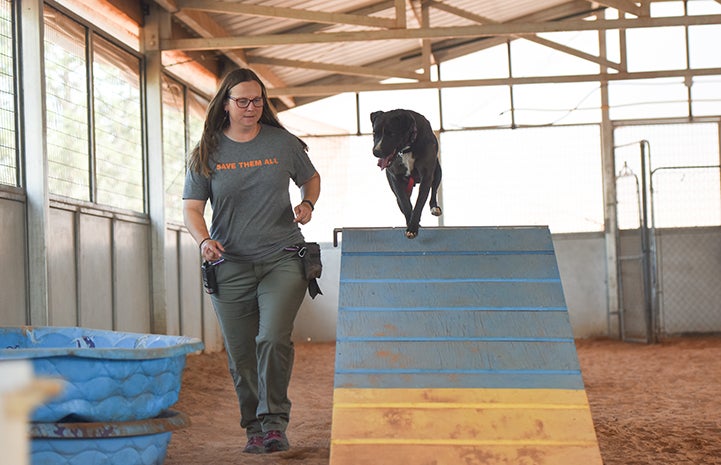 Sosa, a black and white Labrador retriever mix, climbing over an A-frame during agility