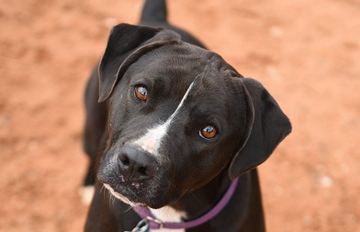 The face of Sosa, a black and white Labrador retriever mix,