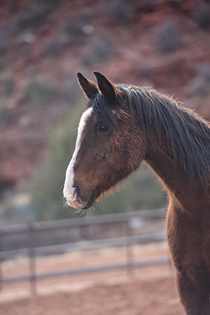 Sid was rescued by a Best Friends Network partner from a home where his elderly person could no longer afford to feed him