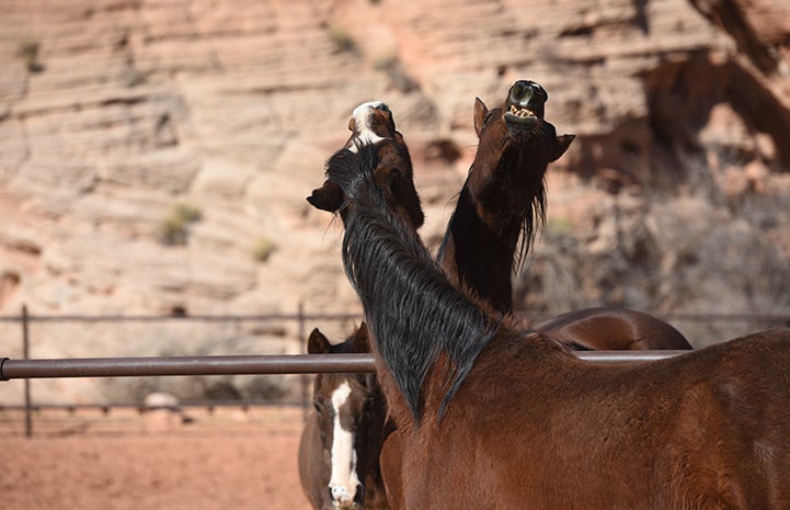 After meeting them over the fence, it was time for Sid to mingle with some of the horses who lived next door
